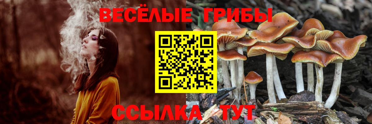 Галлюциногенные грибы Psilocybine cubensis Тейково